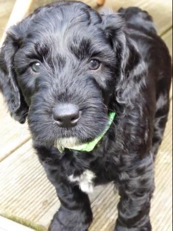 Fully Tested F1B Cockapoo Puppies for sale in Hailsham, East Sussex