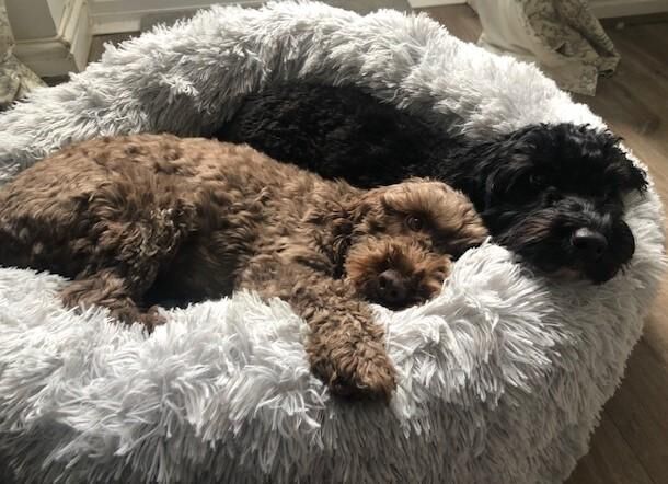 Fully Tested F1B Cockapoo Puppies for sale in Hailsham, East Sussex - Image 2