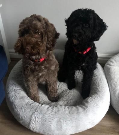 Fully Tested F1B Cockapoo Puppies for sale in Hailsham, East Sussex - Image 3