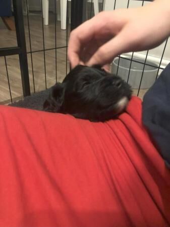 Fully Tested F1B Cockapoo Puppies for sale in Hailsham, East Sussex - Image 4