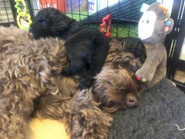 Fully Tested F1B Cockapoo Puppies for sale in Hailsham, East Sussex - Image 5