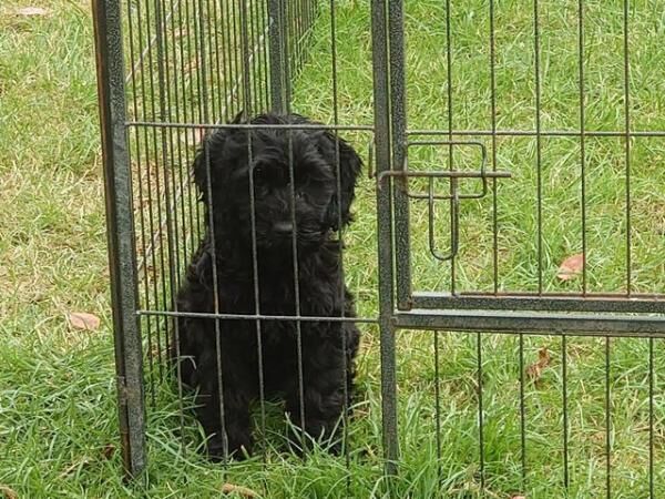 Fully Vaccinated F1 Cockerpoo Girl available for sale in Wakefield, West Yorkshire - Image 1