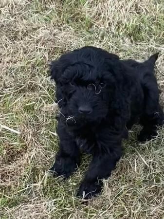 Fully Vaccinated F1 Cockerpoo Girl available for sale in Wakefield, West Yorkshire - Image 5