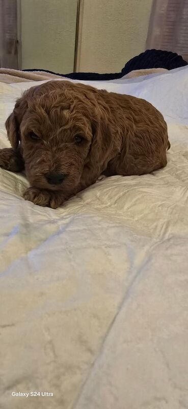 Genuie Cokapoo F2 puppies 🐶 for sale in Prestonpans, East Lothian