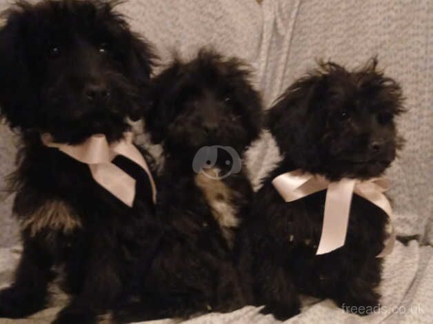 Girl and boy puppies for sale in Ipswich, Suffolk