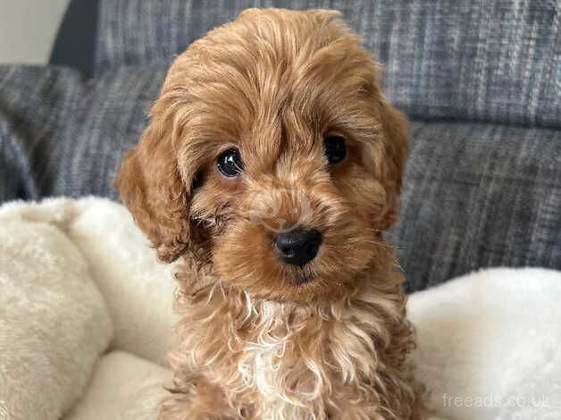 Girl cockapoo 9 weeks old for sale in Grimsby, Lincolnshire - Image 1