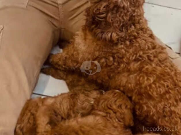 Girl cockapoo 9 weeks old for sale in Grimsby, Lincolnshire - Image 2