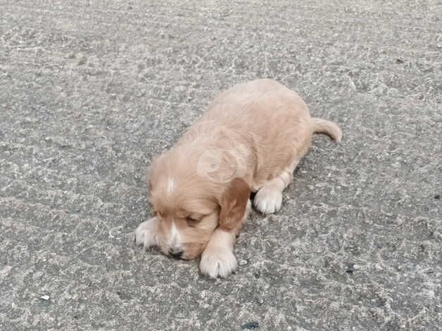 GOLD GIRL SHOW TYPE COCKAPOO FROM 5* BREEDER. for sale in Okehampton, Devon - Image 2