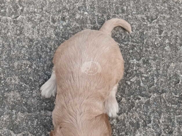 GOLD GIRL SHOW TYPE COCKAPOO FROM 5* BREEDER. for sale in Okehampton, Devon - Image 3