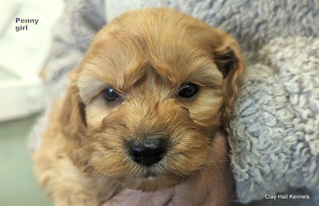 Golden F1 Cockapoo puppies, ready soon. for sale in Diss, Norfolk