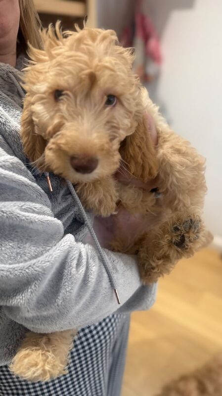 Goldendoodle-Cockapoo Mix: Cockadoodledoo's for sale in Brightons, Stirling and Falkirk