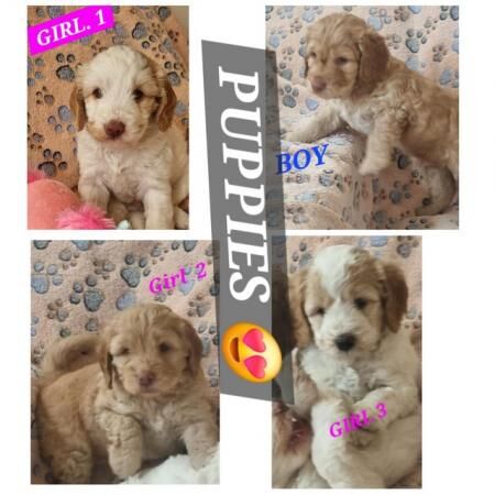 Goregous Cheeky Cockapoo Puppies for sale in Dudley, West Midlands