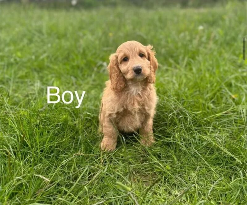Gorgeous apricot boy for sale in Upwell, Norfolk
