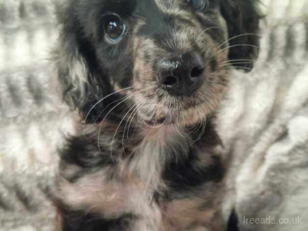 Gorgeous Blue Merle Cockapoo x puppy for sale in Dumfries, Dumfries and Galloway