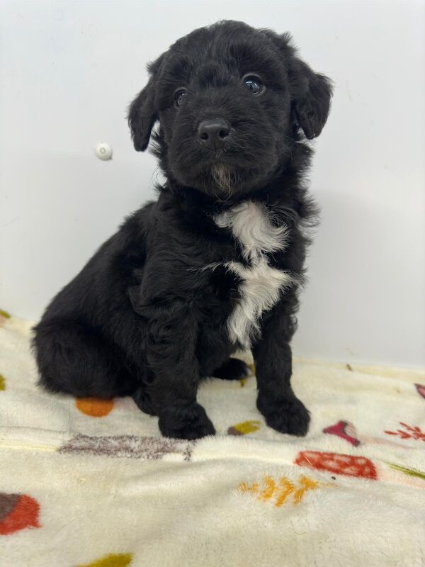 Gorgeous Borderdoodle Puppies ( collie x poodle )very similar to Cockapoo for sale in Earnshaw Bridge, Lancashire