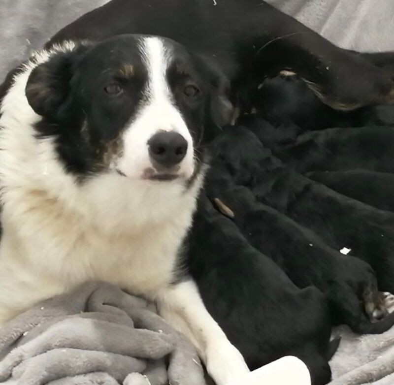 Gorgeous Borderdoodle Puppies ( collie x poodle )very similar to Cockapoo for sale in Earnshaw Bridge, Lancashire - Image 2