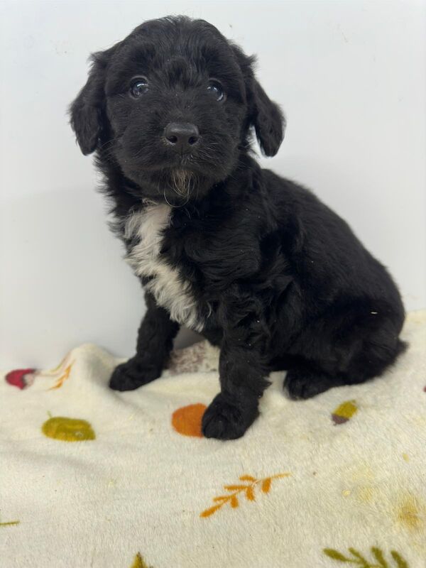 Gorgeous Borderdoodle Puppies ( collie x poodle )very similar to Cockapoo for sale in Earnshaw Bridge, Lancashire - Image 3