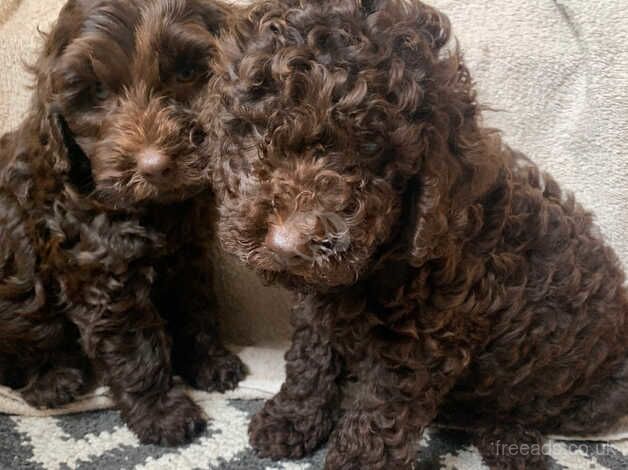 Gorgeous chocolate cookerpoo puppys for sale in Warrington, Cheshire - Image 1