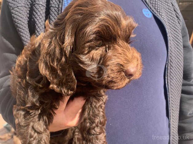 Gorgeous chocolate cookerpoo puppys for sale in Warrington, Cheshire - Image 2