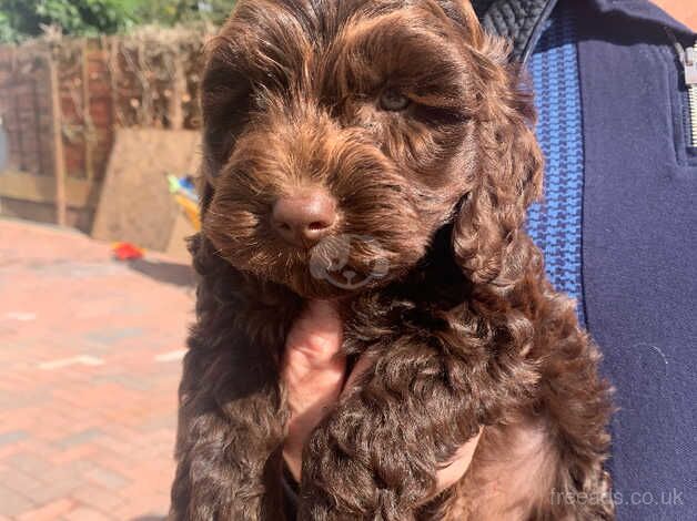 Gorgeous chocolate cookerpoo puppys for sale in Warrington, Cheshire - Image 3