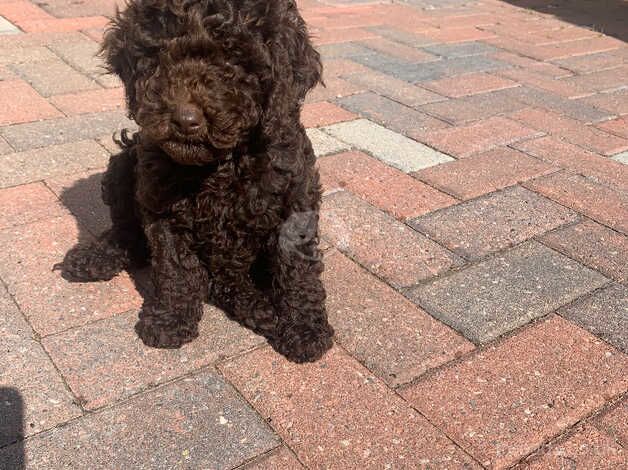 Gorgeous chocolate cookerpoo puppys for sale in Warrington, Cheshire - Image 4