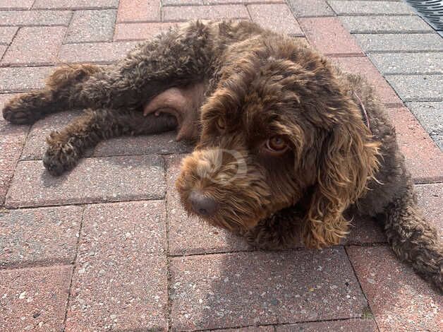 Gorgeous chocolate cookerpoo puppys for sale in Warrington, Cheshire - Image 5