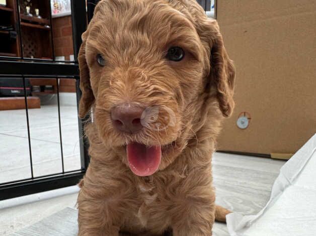 Gorgeous cockapoo F1b puppies for sale in Rushden, Northamptonshire