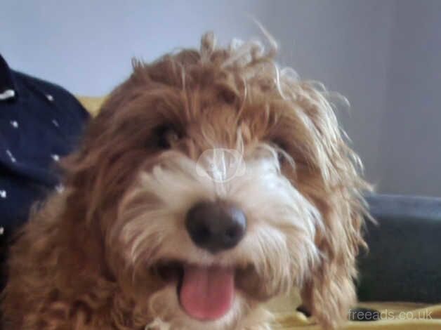 Gorgeous Cockapoo for sale in Middlesbrough, North Yorkshire - Image 1