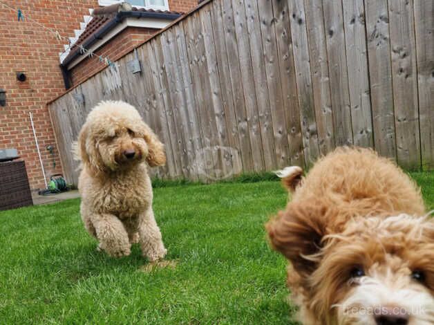 Gorgeous Cockapoo for sale in Middlesbrough, North Yorkshire - Image 2