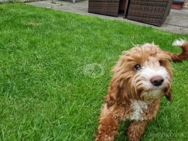 Gorgeous Cockapoo for sale in Middlesbrough, North Yorkshire - Image 3