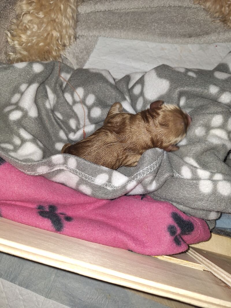 Gorgeous Cockapoo Puppies for sale in York, North Yorkshire - Image 3