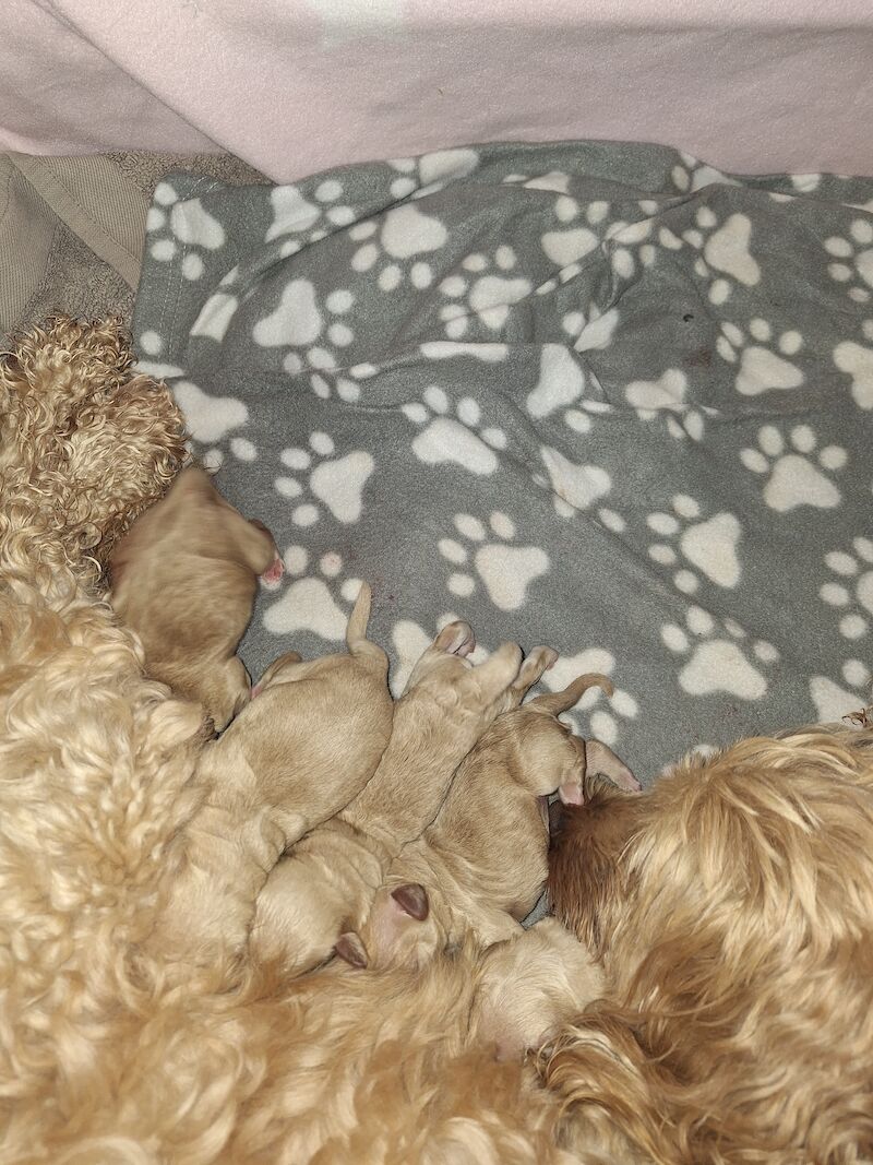 Gorgeous Cockapoo Puppies for sale in York, North Yorkshire - Image 2