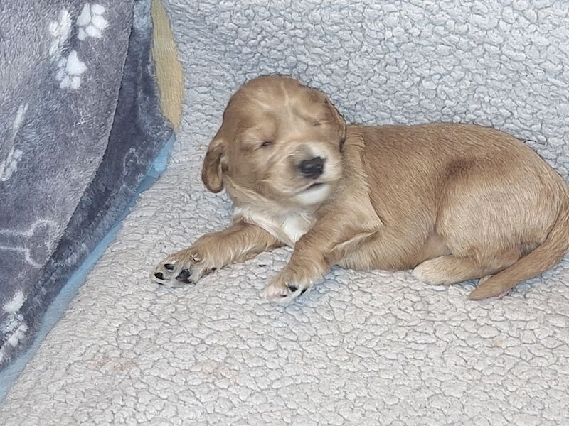 Gorgeous Cockapoo Puppies for sale in York, North Yorkshire - Image 4