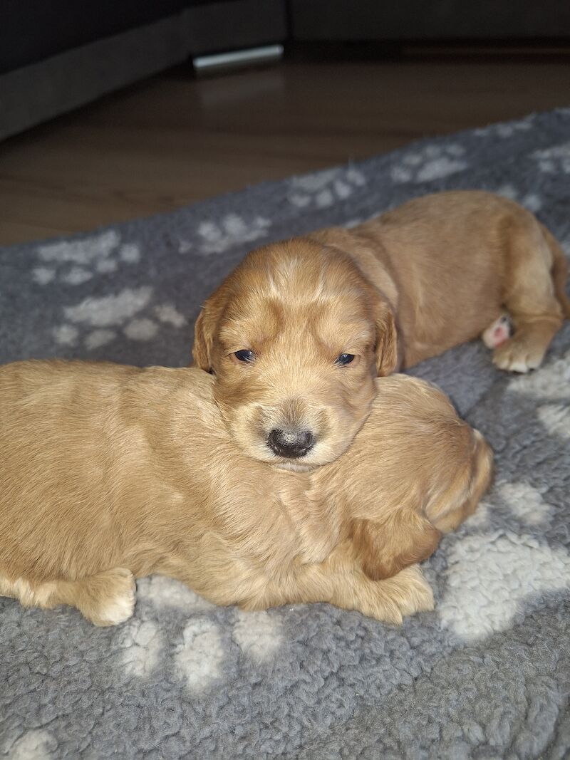 Gorgeous Cockapoo Puppies for sale in York, North Yorkshire - Image 5