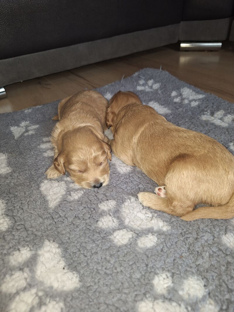 Gorgeous Cockapoo Puppies for sale in York, North Yorkshire - Image 6