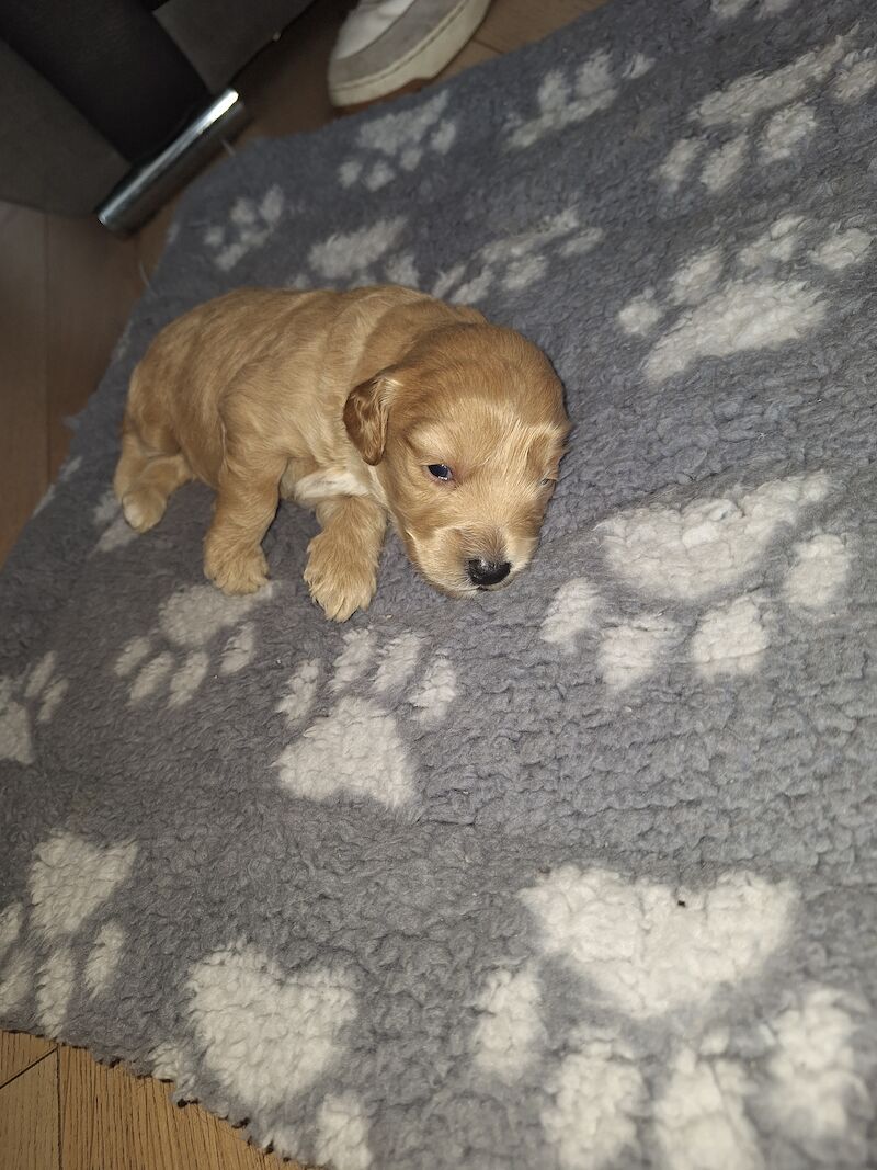 Gorgeous Cockapoo Puppies for sale in York, North Yorkshire - Image 7