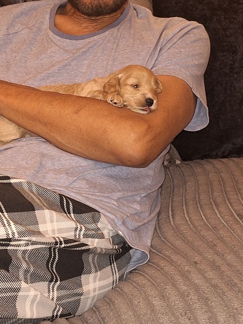 Gorgeous Cockapoo Puppies for sale in York, North Yorkshire - Image 8