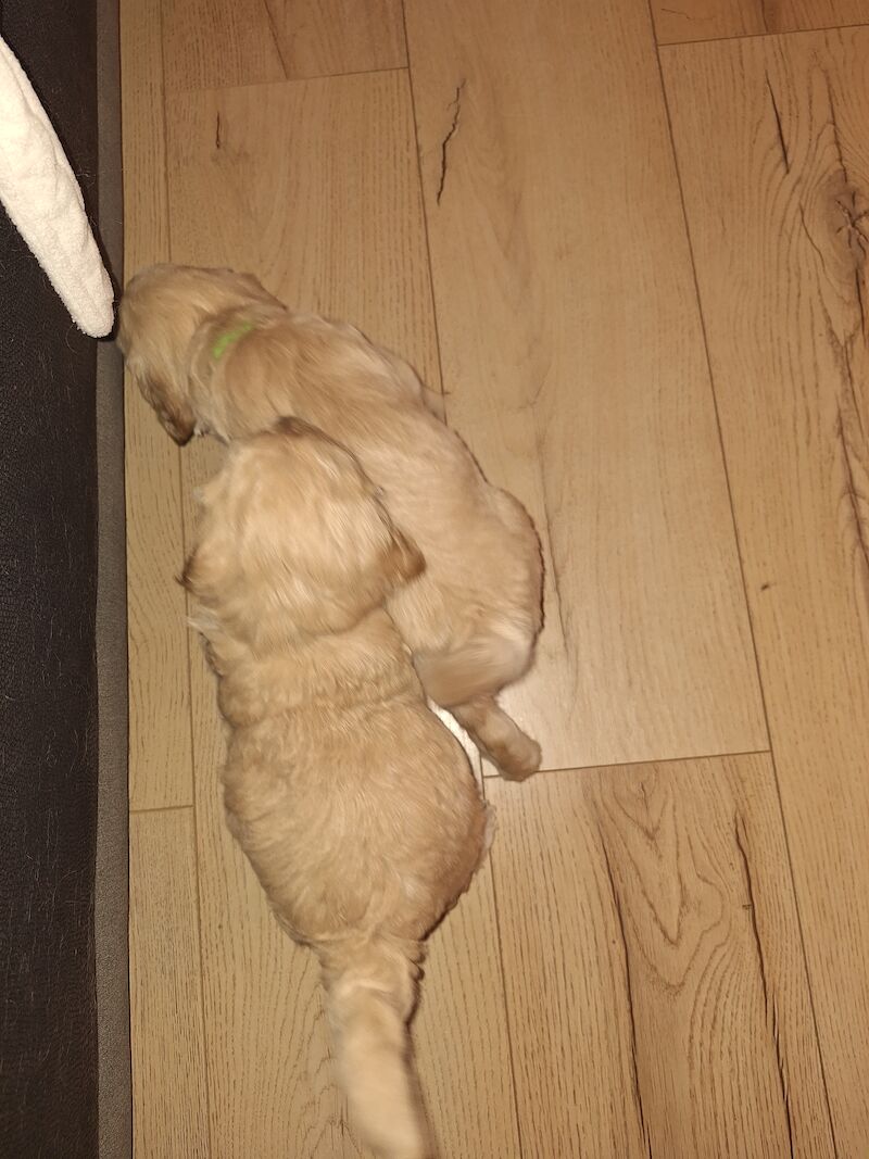 Gorgeous Cockapoo Puppies for sale in York, North Yorkshire - Image 10