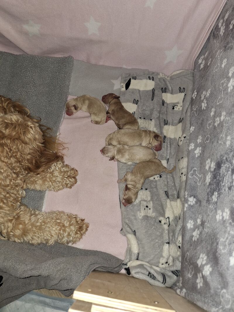 Gorgeous Cockapoo Puppies for sale in York, North Yorkshire - Image 12