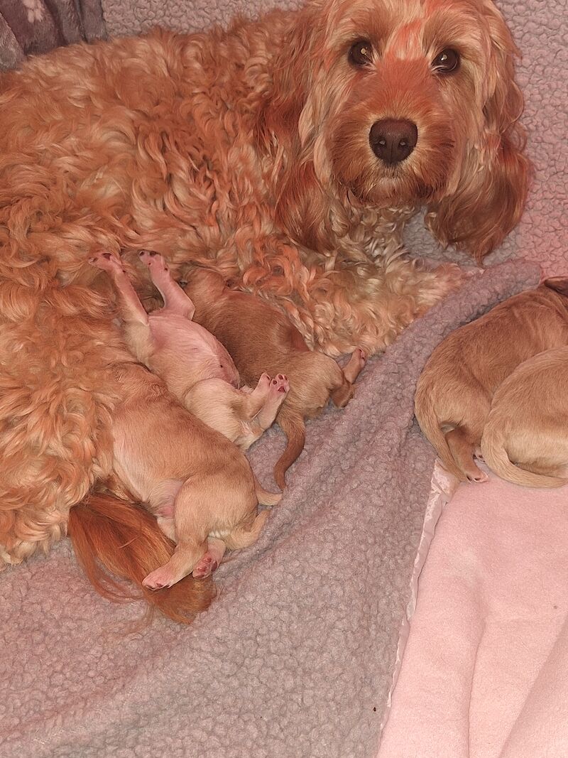 Gorgeous Cockapoo Puppies for sale in York, North Yorkshire - Image 15