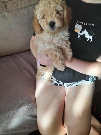 Gorgeous cockapoo puppies for sale in Leeds, West Yorkshire