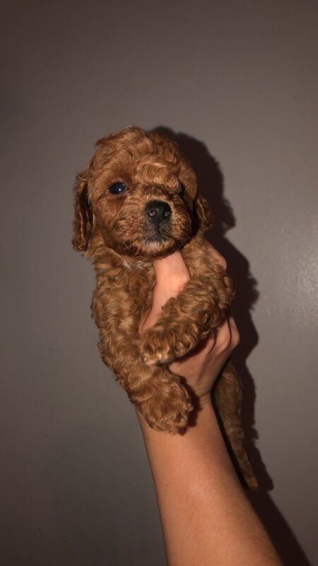 Gorgeous cockapoo puppies for sale in SR5 5SU