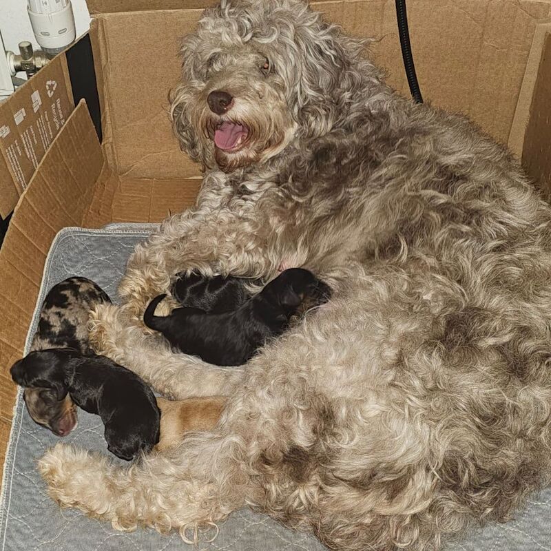 Gorgeous Cockapoo puppies for sale in Doncaster, South Yorkshire