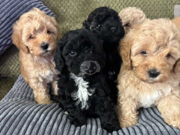 Gorgeous cockapoo puppies for sale in Emsworth, West Sussex