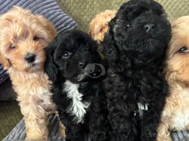 Gorgeous cockapoo puppies for sale in Emsworth, West Sussex - Image 2