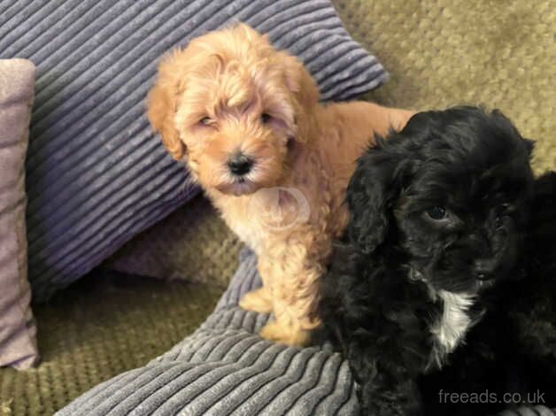 Gorgeous cockapoo puppies for sale in Emsworth, West Sussex - Image 4