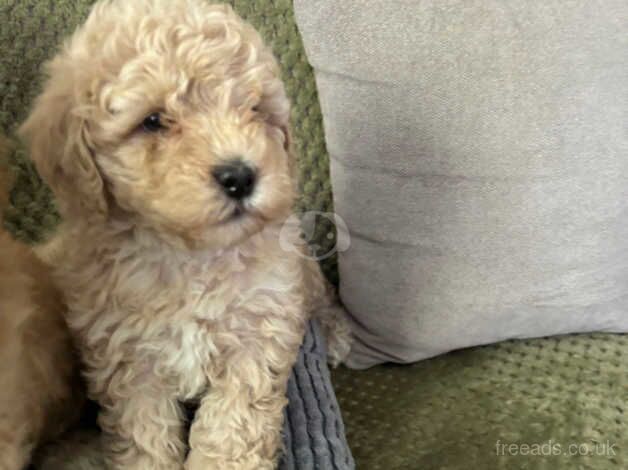 Gorgeous cockapoo puppies for sale in Emsworth, West Sussex - Image 5