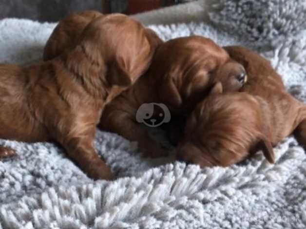 Gorgeous cockapoo puppies for sale in Melrose, Scottish Borders