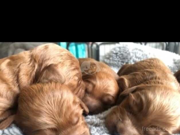 Gorgeous cockapoo puppies for sale in Melrose, Scottish Borders - Image 2