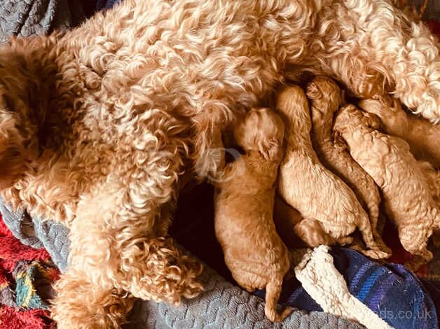 Gorgeous cockapoo puppies for sale in Melrose, Scottish Borders - Image 3